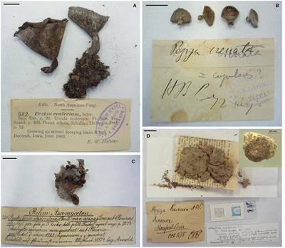 Next Generation Sequencing of Ancient Fungal Specimens: The Case of the Saccardo Mycological Herbarium